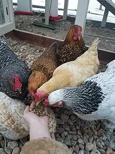 Small Pet Select Chicken Layer Feed, Non-GMO, Corn Free, Soy Free, 18% Protein,10 lb by GreenHaven Gardens