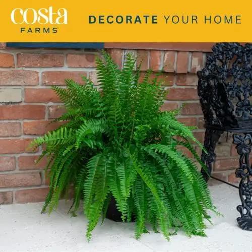 Costa Farms Kimberly Queen Fern, Live Indoor Plant, Houseplant in Grower Pot, 2-3 Feet Tall by GreenHaven Gardens