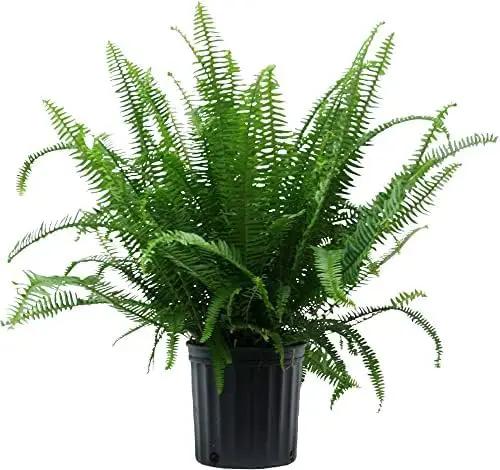 Costa Farms Kimberly Queen Fern, Live Indoor Plant, Houseplant in Grower Pot, 2-3 Feet Tall by GreenHaven Gardens