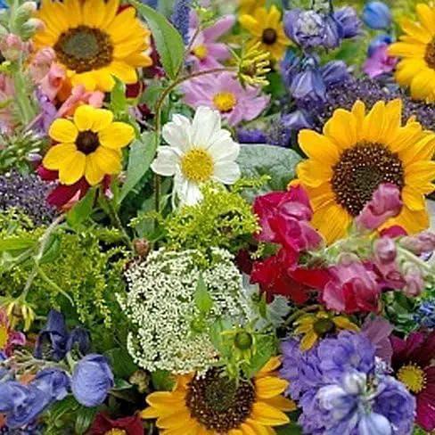 Dirt Goddess Super Seeds ~ Cut Flower Mix Seed (1/4 Lb) by GreenHaven Gardens