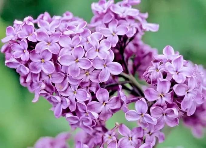 Two Pack of Common Old Fashioned Lilac Bushes - Fragrant Lavender Purple Flowers - 2 Live Plants 1 to 2 Feet Tall - Attract Hummingbirds and Butterflies by GreenHaven Gardens