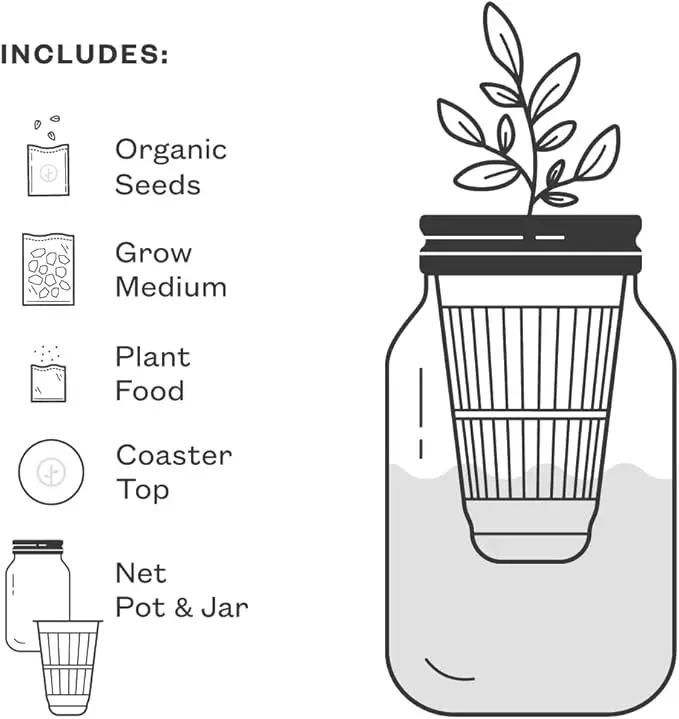 Modern Sprout Mason Garden Jar - Self-Watering Hydroponics Growing System Kit with Organic Herb Seeds - Jar Planter for Indoor Herb Garden - Seed Starter Kit - Home Decor & Gifting - Basil+Cilantro by GreenHaven Gardens