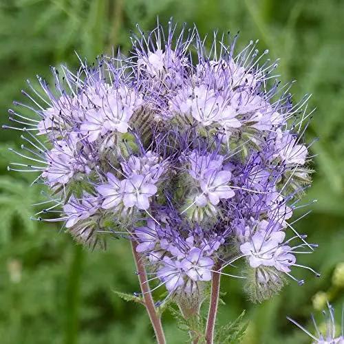Outsidepride Lacy Phacelia Seeds for Planting - 1 Lb. Annual, Drought-Tolerant Wildflower Seeds with Light Violet Flowers, Ideal for Pollinator Gardens, Erosion Control, & Attracts Bees & Butterflies by GreenHaven Gardens