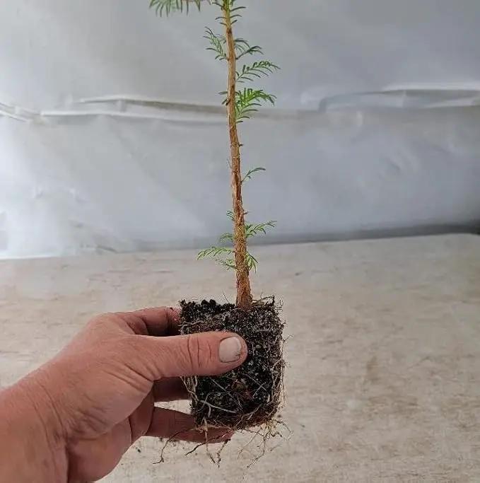 (3) - Dawn Redwood Trees - Starter Plant (LG36) (3 Live Trees) by GreenHaven Gardens