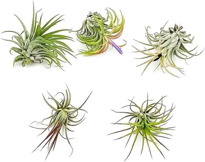 Air Plants - Tillandsia Ionantha Pack, Regular 1-3" - 5ct - Live Arrival Guaranteed - House Plants for Home Decor & Gift by GreenHaven Gardens