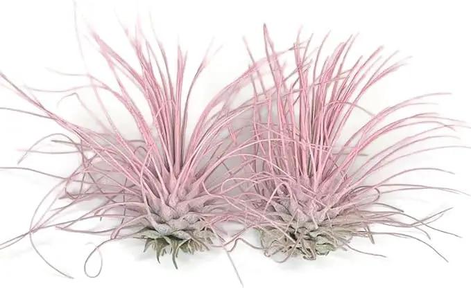 Thin Air Plant, Guatemala Tillandsia Live Airplant, Healthy Arrival Guaranteed, Great Indoor Plant, Home Decor & Gift (2 Light Pink) by GreenHaven Gardens
