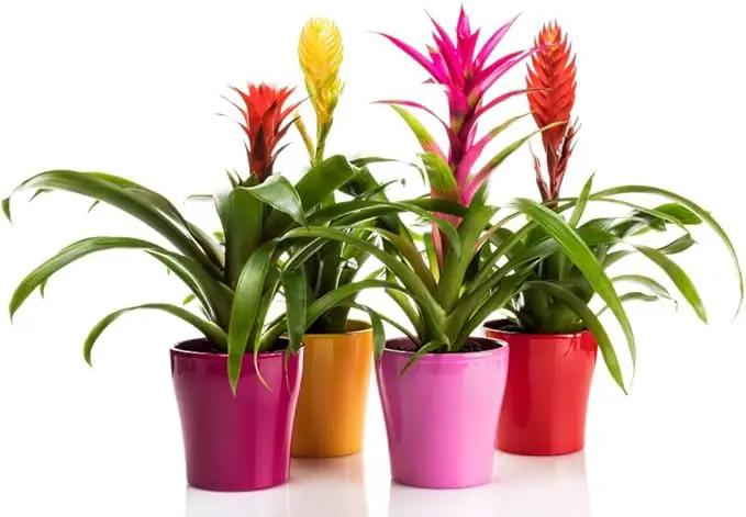 Bromeliad Planting Mix - Promote Robust Root Development and Lush Foliage - 4 QUARTS by GreenHaven Gardens