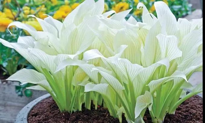 Amazing Deal - 24 Hosta Bare Roots Plants w/Planting Shovel - Mixed Heart-Shaped, Rich Green Foliage, Attracts Butterflies, Hummingbirds & Pollinators, Low Maintenance & Extremely Hardy - Zones 3–9 by GreenHaven Gardens