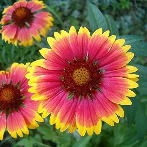 Dirt Goddess Super Seeds ~ Annual Gaillardia Blanket Flower Seed (1/2 Lb) Gaillardia pulchella Non GMO Bulk by GreenHaven Gardens
