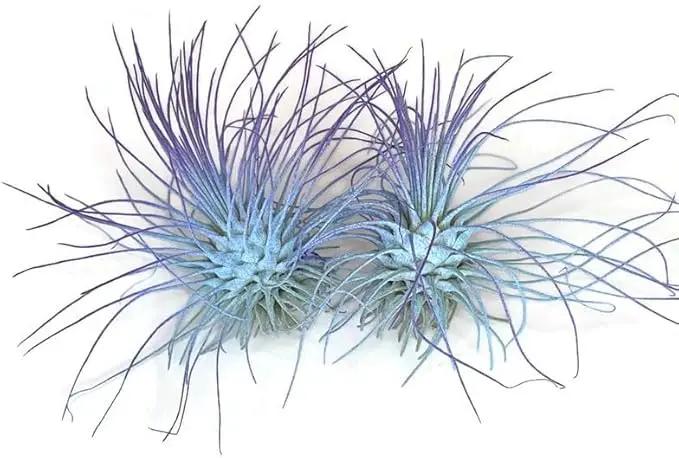 Thin Air Plant, Guatemala Tillandsia Live Airplant, Healthy Arrival Guaranteed, Great Indoor Plant, Home Decor & Gift (2 Rainbow #5) by GreenHaven Gardens