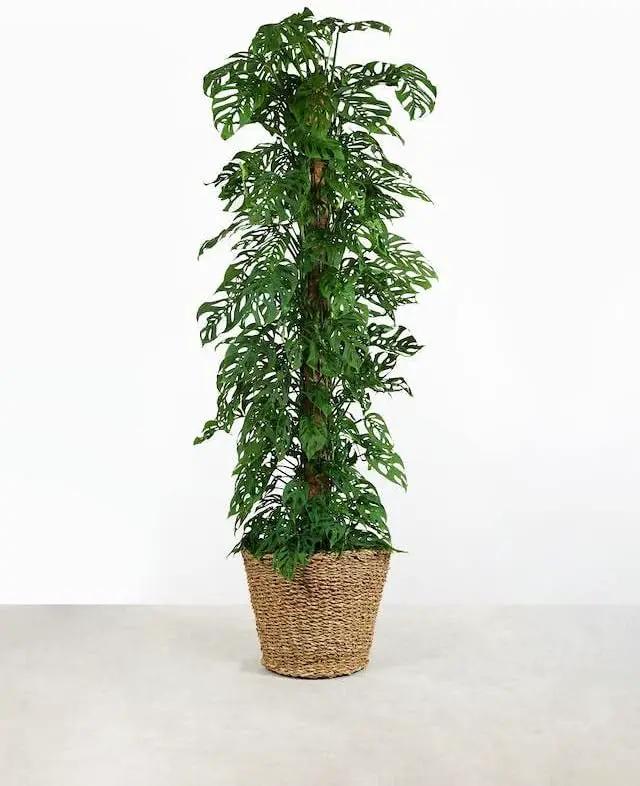 Monstera Adansonii Premium Potting Mixture: Promote Aeration, Drainage & Nutrient Uptake - 2 Quart by GreenHaven Gardens