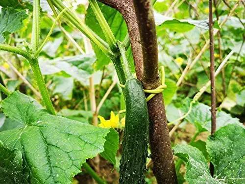 TIPU Soft Rubber Garden Rope Twine, Soft Hollow Stretchy Plant Support and Garden Twine, Green, 262 FT by GreenHaven Gardens