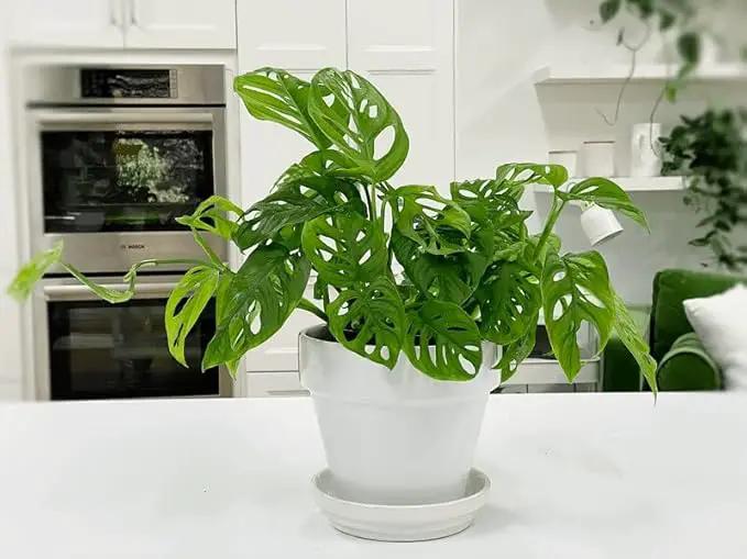 Premium Swiss Cheese Plant Potting Mix - 10 QT - Monstera Deliciosa Blend for Optimal Nutrients and Drainage for Healthy Growth - (2 Bags of 5 Quart) by GreenHaven Gardens