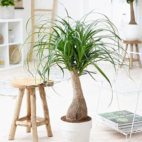 Elevate Your Nolina Garden with Gardenera's Organic Potting Mix - Tailored for Thriving Nolina Plants and Unique Structure - 2 Quart by GreenHaven Gardens