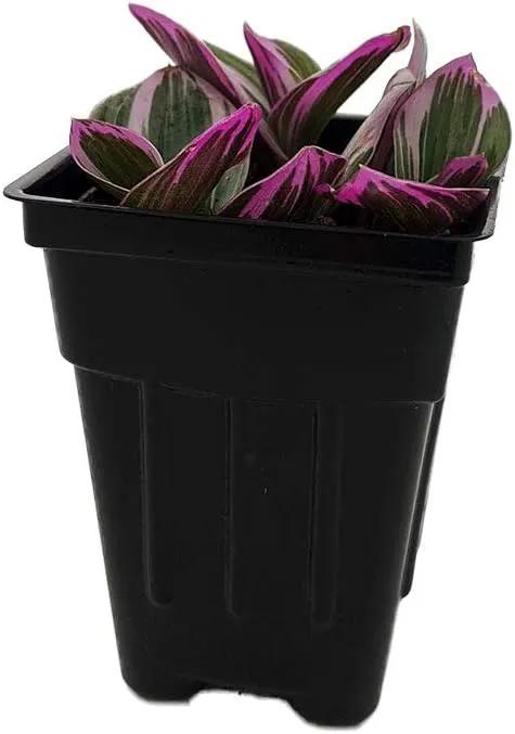 Rare Nanouk Pink Tradescantia - 2.5" Pot - Collector's Series by GreenHaven Gardens