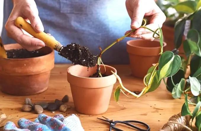 Epipremnum Potting Mix - Promote Strong Roots and Luxurious Leaves with Our Premium Blend - 4 Quart by GreenHaven Gardens