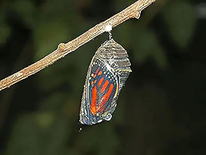 Blood Flower Milkweed Seeds - Food and Host Plant for Monarch Butterflies… by GreenHaven Gardens