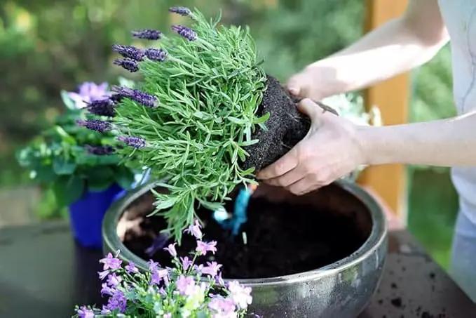 Organic Lavender Soil Mix by Gardenera - Provide The Best Growing Medium for Your Plants - 2 QUARTS by GreenHaven Gardens