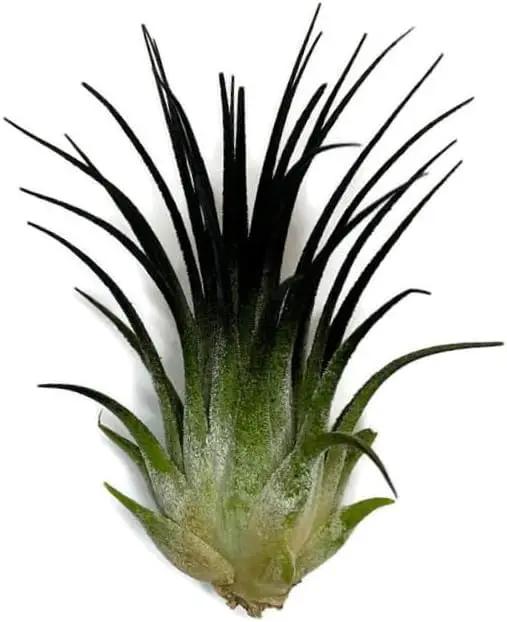 Ionantha Guatemala Tillandsia Air Plant, Guatemala Tillandsia Live Airplant, Healthy Arrival Guaranteed, Great Indoor Plant, Home Decor & Gift (Black) by GreenHaven Gardens