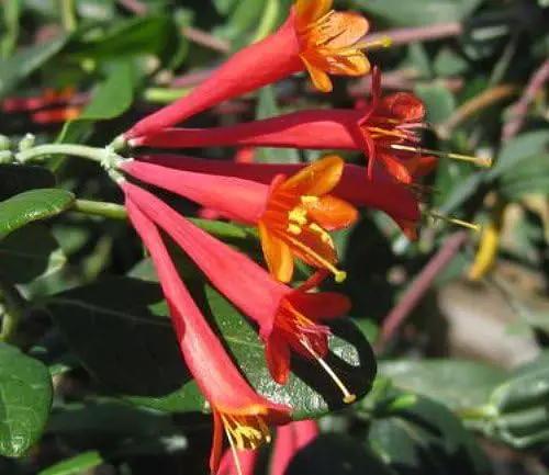 Major Wheeler Honeysuckle Vine - Perennial - Lonicera - 2.5" Pot - Fragrant by GreenHaven Gardens