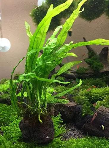 Java Fern Planted on Driftwood Microsorum Pteropus Freshwater Easy Low Light Live Aquarium Plant Decorations 3 Days Guarantee by Mainam by GreenHaven Gardens