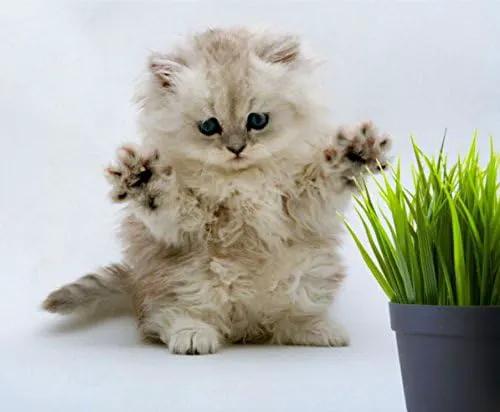 Simple Cat Grass Blend, 100% US Organic, 4 Popular Seeds: Wheat, Barley, Oats, and Rye Mix Combo, Show Your Love with a Healthy Pet Snack Treat (4 Ounce (~3200 Seeds)) by GreenHaven Gardens