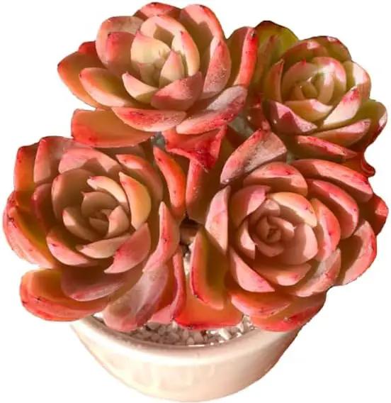 FWPP Live Succulents Plants Echeveria Silk Veil 3 inches,Rare Pink Succulents Bare Root Without Pot Soil, Live Plants Indoor Office Decoration Wedding and Gift by GreenHaven Gardens