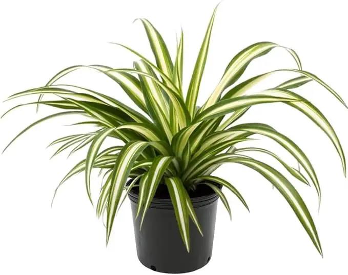 Premium Spider Plant Potting Soil Mix - (4 Quart Bag) by GreenHaven Gardens