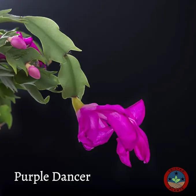 TriStar Plants - Thanksgiving Cactus - 4" inch Pot, Fasle Christmas Cactus, Easter Cactus, Holiday Plant, Winter Flowers, Christmas Plants, Winter Blooms (Purple Dancer) by GreenHaven Gardens