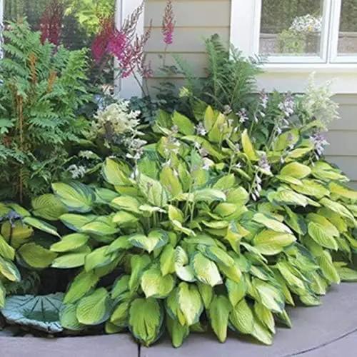 Fantastic Deal - 12 Bare Roots Hosta Plants - Mixed Heart-Shaped Hosta - Rich Green Foliage, Low Maintenance, Heart Shaped Leaves - Indoor and Outdoor by GreenHaven Gardens