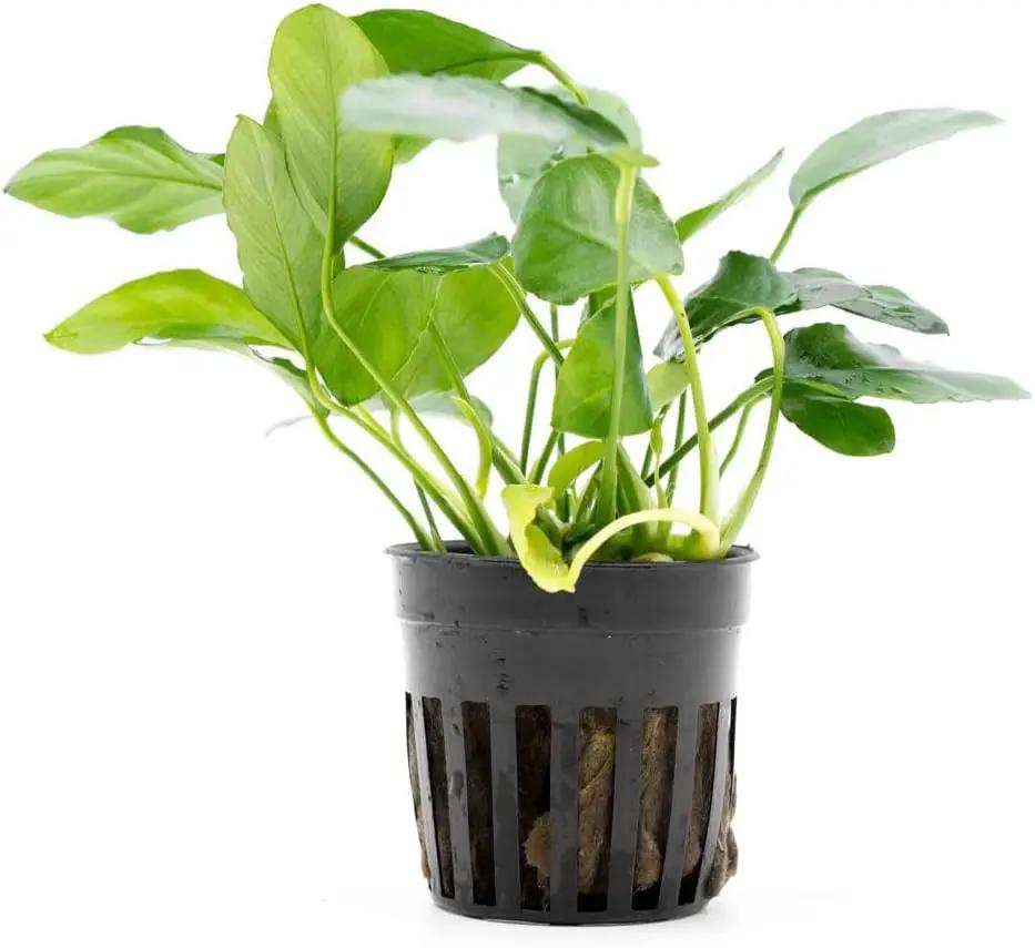Live Jungle Plants - Anubias Nana Paxing (Anubias barteri) - Low Light Foreground to Midground Aquatic Rhizome Plant, Epiphytic Growth, Green Foliage - Pot by GreenHaven Gardens