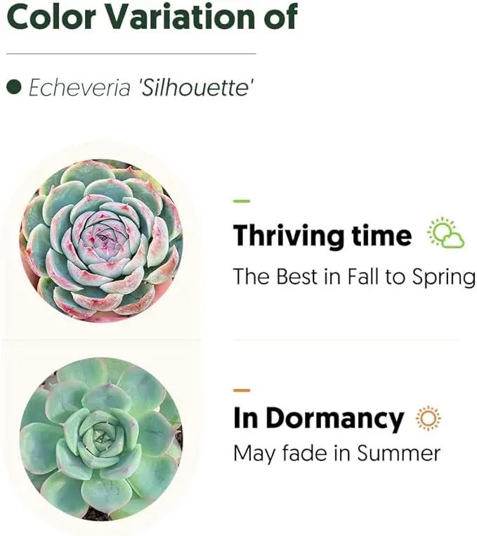 Live Succulent Echeveria 'Silhouette', Approx 2-inch Large, Potted Succulents, Fully Rooted, Easy Care House Plants by GreenHaven Gardens
