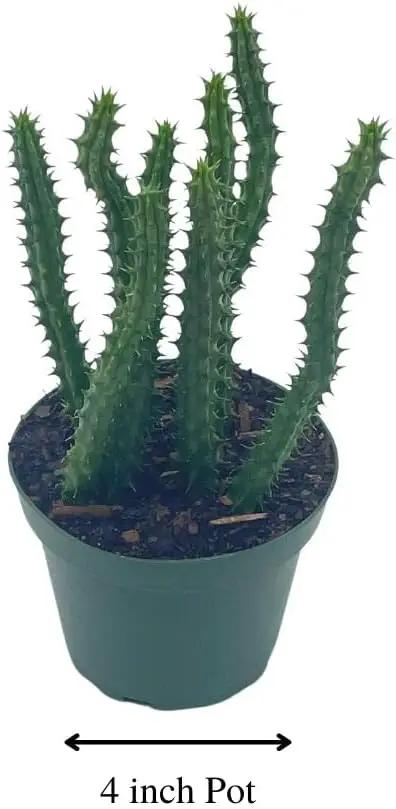BubbleBlooms Huernia Red Dragon Stapelia Cactus/Huernia penzigii, in 4 inch Pot by GreenHaven Gardens