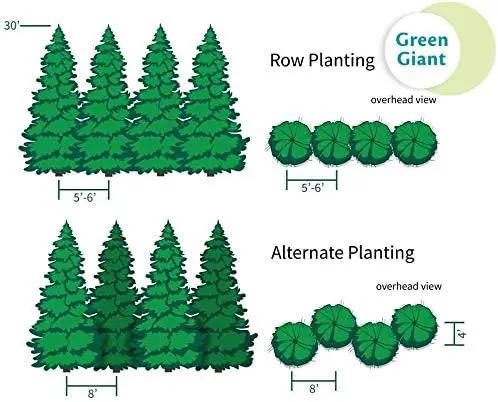 Brighter Blooms - Thuja Green Giant, 5-6 Feet - Live Plant - No Shipping to AK, AZ, HI, OR by GreenHaven Gardens