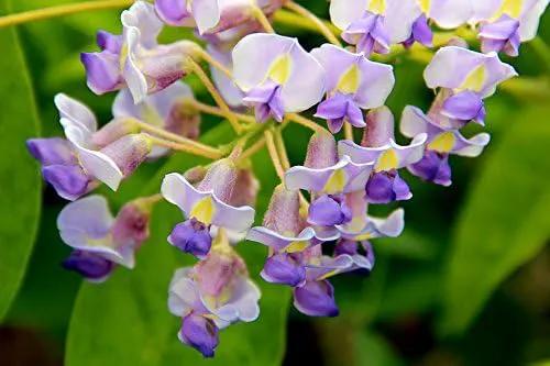 Blue Moon Wisteria Vine - Massive Foot Long Fragrant Flowers - Attract Hummingbirds - 2 - Year Plant by GreenHaven Gardens