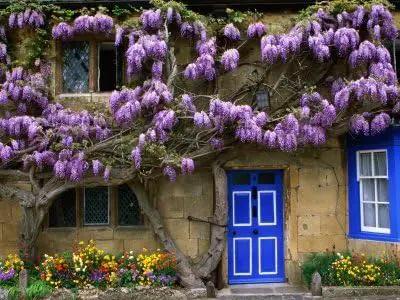 Blue Moon Wisteria Vine - Massive Foot Long Fragrant Flowers - Attract Hummingbirds - 2 - Year Plant by GreenHaven Gardens
