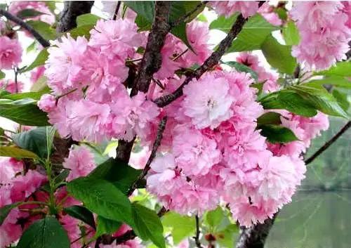 Live Kwanzan Cherry Blossom Tree – 8-12" Tall, Ornamental Pink Flowers by GreenHaven Gardens