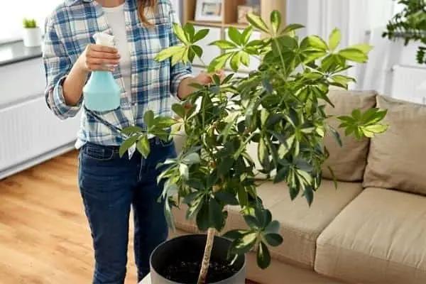 Umbrella Plant Premium Potting Mix - Nourish Your Plants with Nature's Finest Ingredients - 1 Quart by GreenHaven Gardens