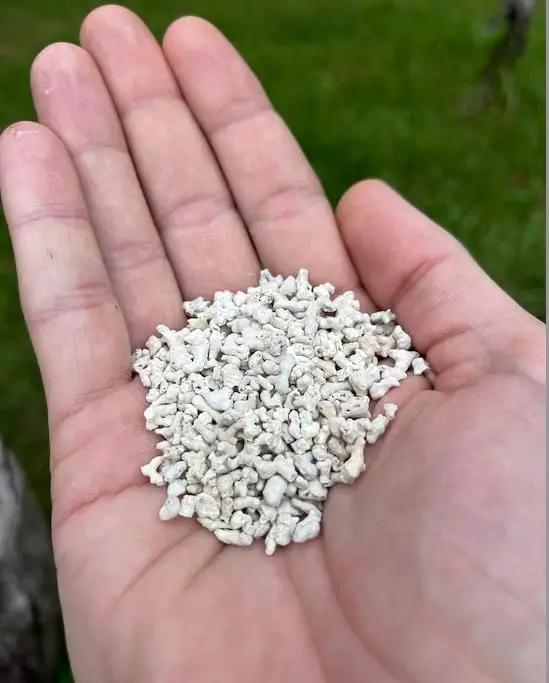 LitChicks’ Calcified Seaweed for Laying Chickens - Crushed Oyster Shell Alternative - Highly Digestible - Single Ingredient - Helps with Egg Laying & Flock Health. (5lbs) by GreenHaven Gardens