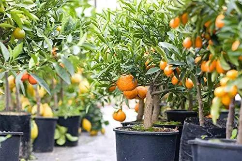 Citrus Tree Potting Soil Mix, Special Blend for Indoor Oranges, Lemons, Limes and More - (3 Quart Bag) by GreenHaven Gardens