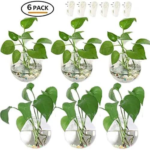 Pack of 6 Glass Planters Wall Hanging Planters Round Glass Plant Pots Hanging Air Plant Pots Flower Vase Air Plant Terrariums Wall Hanging Plant Container by GreenHaven Gardens