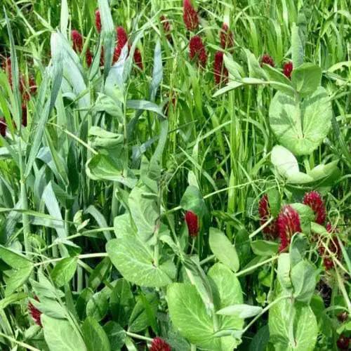 Outsidepride Gardenway Cover Crop Seeds - 5 lbs Nutrient-Rich Seed Mix for Soil Health Improvement & Home Gardens - Mixture of Triticale, Peas, Oats, Vetch, Annual Ryegrass, Crimson Clover by GreenHaven Gardens