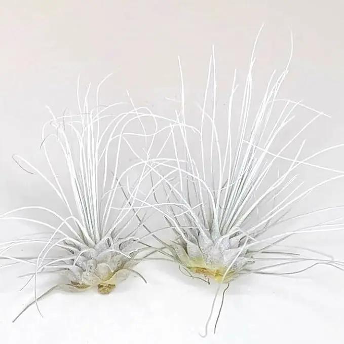 Thin Air Plant, Guatemala Tillandsia Live Airplant, Healthy Arrival Guaranteed, Great Indoor Plant, Home Decor & Gift (2 White) by GreenHaven Gardens