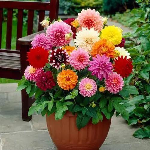 Premium Dahlia Potting Soil Mix - Ideal for Growing Vibrant and Healthy Dahlias - 3 Quart by GreenHaven Gardens