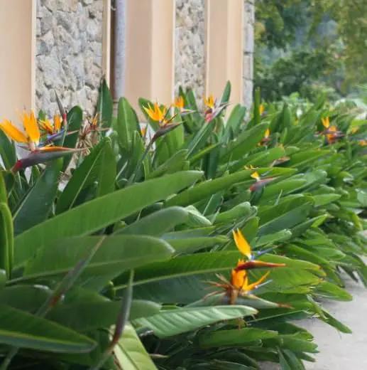 Bird of Paradise - White + Orange - Strelitzia. (2 White + 2 Orange BoP Cups) by GreenHaven Gardens