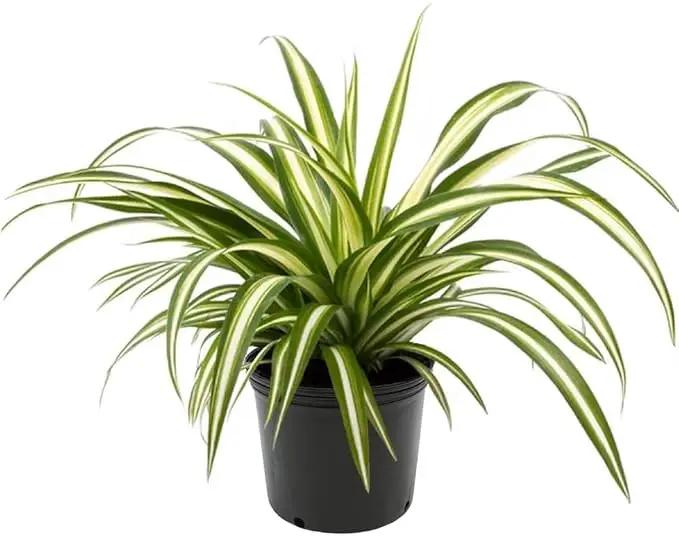 Premium Spider Plant Potting Soil Mix (4 Bags of 5 Quart) by GreenHaven Gardens