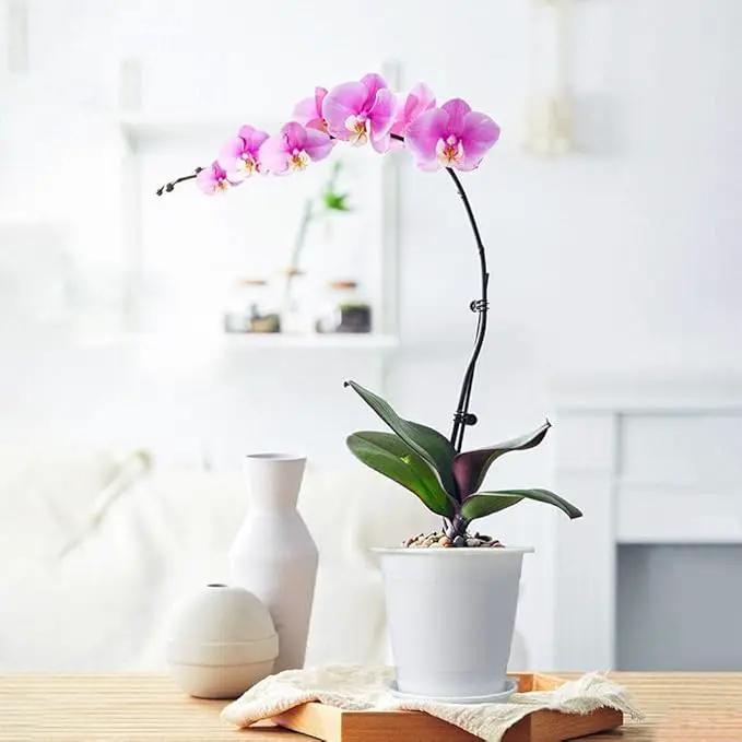 4 inch Clear Orchid Pots with Holes Match White Plastic Orchid Planter,Set of 2,Double Layer Plant Nursery Pots Own Scientific Controlling Roots Technology by GreenHaven Gardens