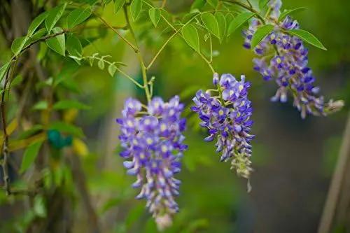 Blue Moon Wisteria Vine - Massive Foot Long Fragrant Flowers - Attract Hummingbirds - 2 - Year Plant by GreenHaven Gardens