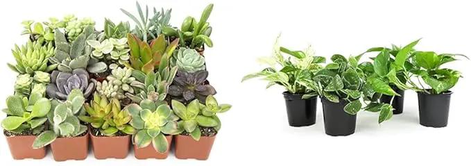 Altman Plants Live Succulents (20 Pack) & Live Pothos Plants (4PK) Indoor House Plants by GreenHaven Gardens