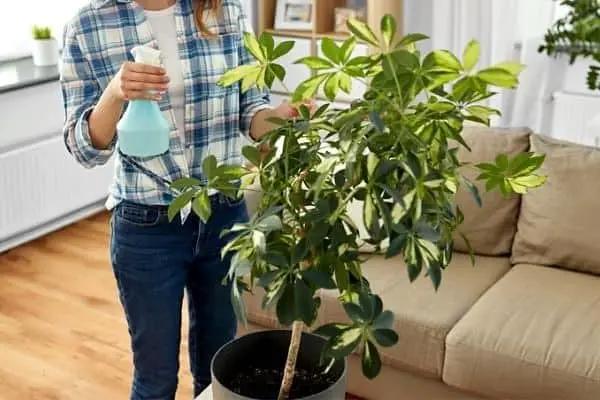 Umbrella Plant Premium Potting Mix - 10 Quart - Nourish Your Plants with Nature's Finest Ingredients (2 Bags of 5 Quart) by GreenHaven Gardens